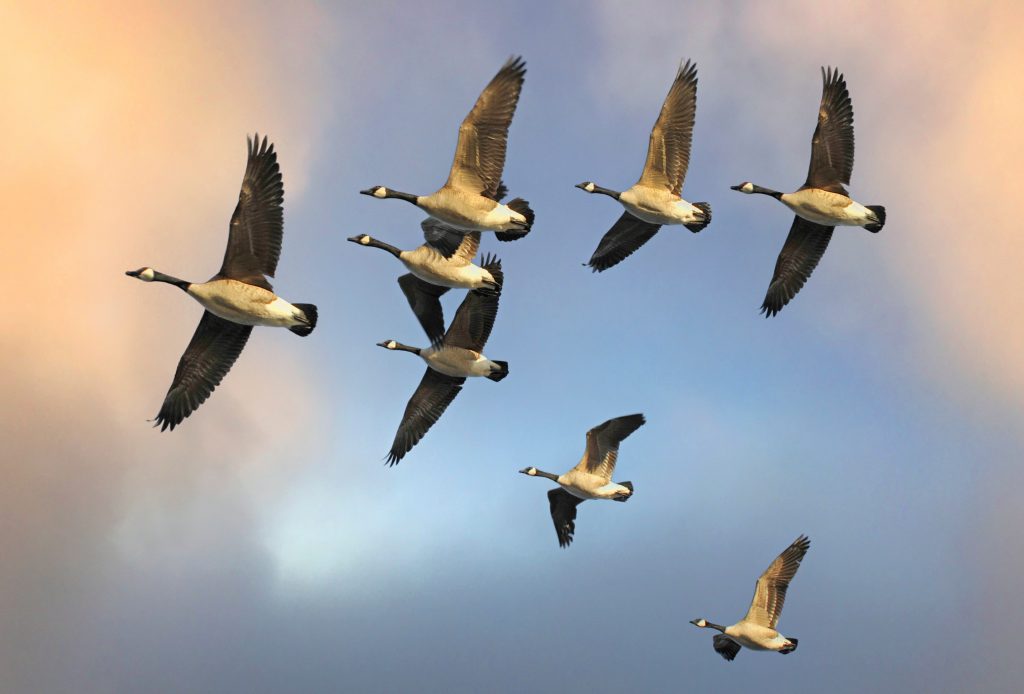 Flock of Canada Geese Flying in V Formation.